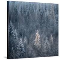 First Snow-Ursula Abresch-Stretched Canvas