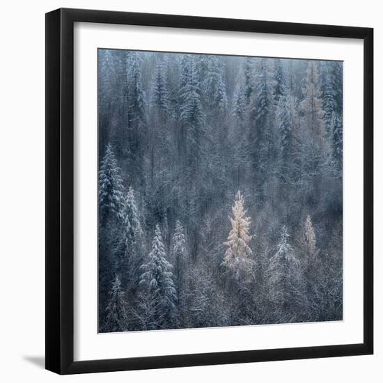 First Snow-Ursula Abresch-Framed Premium Photographic Print