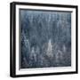 First Snow-Ursula Abresch-Framed Premium Photographic Print