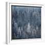 First Snow-Ursula Abresch-Framed Premium Photographic Print