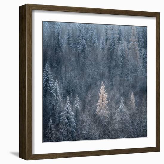 First Snow-Ursula Abresch-Framed Photographic Print