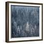 First Snow-Ursula Abresch-Framed Photographic Print