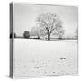 First Snow-Craig Roberts-Stretched Canvas