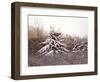 First Snow-David Knowlton-Framed Giclee Print