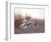 First Snow-David Knowlton-Framed Giclee Print