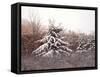 First Snow-David Knowlton-Framed Stretched Canvas