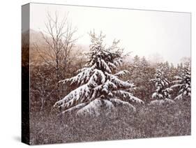 First Snow-David Knowlton-Stretched Canvas