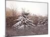 First Snow-David Knowlton-Mounted Giclee Print