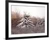 First Snow-David Knowlton-Framed Giclee Print