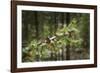 First Snowfall YNP-Galloimages Online-Framed Photographic Print