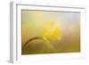 First Spring Bloom-Jai Johnson-Framed Giclee Print