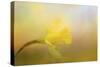 First Spring Bloom-Jai Johnson-Stretched Canvas