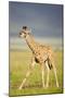 First Steps-Susann Parker-Mounted Photographic Print