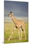 First Steps-Susann Parker-Mounted Photographic Print