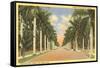 First Street, Ft. Myers, Florida-null-Framed Stretched Canvas