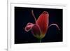 First Tulip-Lotte Gronkjaer-Framed Photographic Print