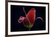 First Tulip-Lotte Gronkjaer-Framed Photographic Print