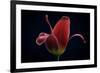 First Tulip-Lotte Gronkjaer-Framed Photographic Print