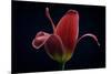 First Tulip-Lotte Gronkjaer-Mounted Photographic Print