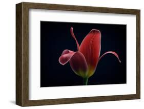 First Tulip-Lotte Gronkjaer-Framed Photographic Print