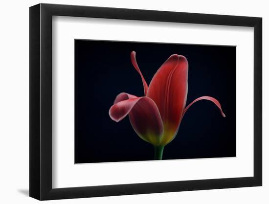 First Tulip-Lotte Gronkjaer-Framed Photographic Print