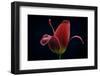 First Tulip-Lotte Gronkjaer-Framed Photographic Print