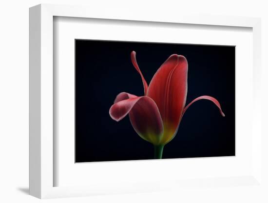 First Tulip-Lotte Gronkjaer-Framed Photographic Print