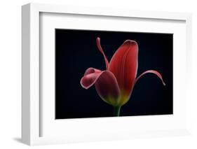 First Tulip-Lotte Gronkjaer-Framed Photographic Print