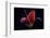 First Tulip-Lotte Gronkjaer-Framed Photographic Print