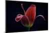 First Tulip-Lotte Gronkjaer-Mounted Photographic Print