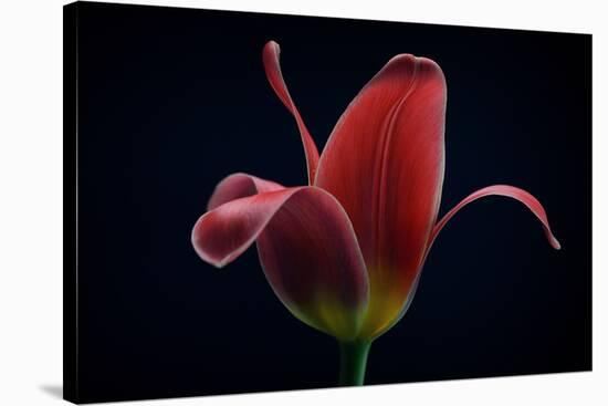 First Tulip-Lotte Gronkjaer-Stretched Canvas