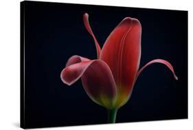 First Tulip-Lotte Gronkjaer-Stretched Canvas