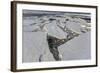 First Year Sea Ice and Brash Ice Near Petermann Island-Michael Nolan-Framed Photographic Print