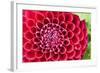 Firy Red Bulb Dahlia in Closeup-YellowPaul-Framed Photographic Print