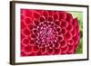 Firy Red Bulb Dahlia in Closeup-YellowPaul-Framed Photographic Print