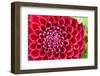 Firy Red Bulb Dahlia in Closeup-YellowPaul-Framed Photographic Print