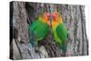 Fischer's Lovebird (Agapornis Fischeri), Ndutu, Ngorongoro Conservation Area, Tanzania-null-Stretched Canvas