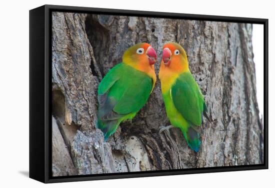 Fischer's Lovebird (Agapornis Fischeri), Ndutu, Ngorongoro Conservation Area, Tanzania-null-Framed Stretched Canvas