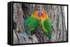 Fischer's Lovebird (Agapornis Fischeri), Ndutu, Ngorongoro Conservation Area, Tanzania-null-Framed Stretched Canvas