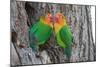 Fischer's Lovebird (Agapornis Fischeri), Ndutu, Ngorongoro Conservation Area, Tanzania-null-Mounted Photographic Print