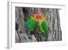 Fischer's Lovebird (Agapornis Fischeri), Ndutu, Ngorongoro Conservation Area, Tanzania-null-Framed Photographic Print