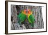 Fischer's Lovebird (Agapornis Fischeri), Ndutu, Ngorongoro Conservation Area, Tanzania-null-Framed Photographic Print