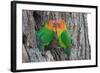 Fischer's Lovebird (Agapornis Fischeri), Ndutu, Ngorongoro Conservation Area, Tanzania-null-Framed Photographic Print