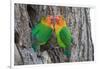 Fischer's Lovebird (Agapornis Fischeri), Ndutu, Ngorongoro Conservation Area, Tanzania-null-Framed Photographic Print