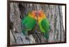 Fischer's Lovebird (Agapornis Fischeri), Ndutu, Ngorongoro Conservation Area, Tanzania-null-Framed Photographic Print