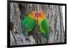 Fischer's Lovebird (Agapornis Fischeri), Ndutu, Ngorongoro Conservation Area, Tanzania-null-Framed Photographic Print