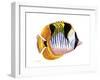 Fish 1 Red-Yellow-Olga And Alexey Drozdov-Framed Giclee Print