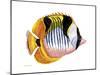 Fish 1 Red-Yellow-Olga And Alexey Drozdov-Mounted Giclee Print