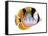 Fish 1 Red-Yellow-Olga And Alexey Drozdov-Framed Stretched Canvas
