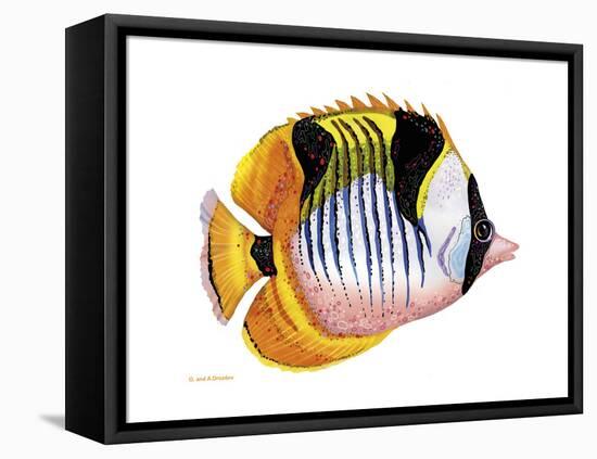 Fish 1 Red-Yellow-Olga And Alexey Drozdov-Framed Stretched Canvas
